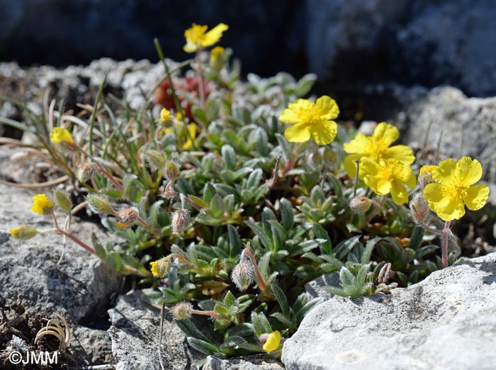 Helianthemum canum