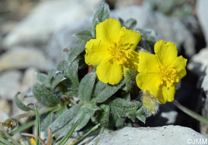 Helianthemum canum