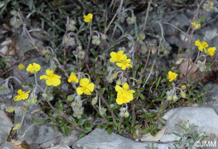 Helianthemum italicum