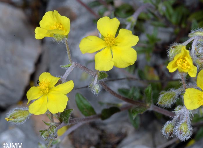 Helianthemum italicum