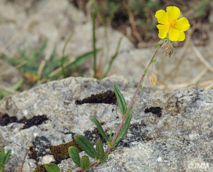 Helianthemum nummularium