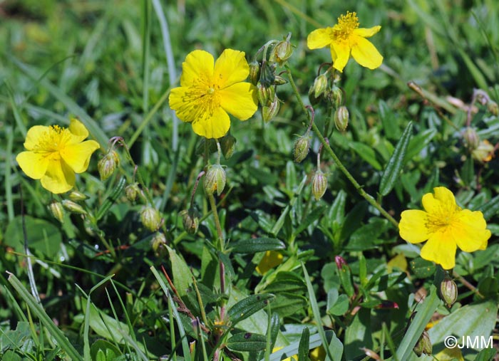 Helianthemum nummularium