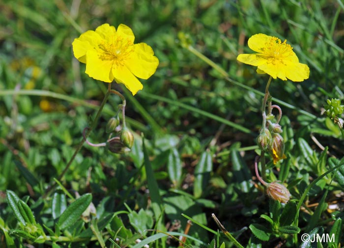 Helianthemum nummularium