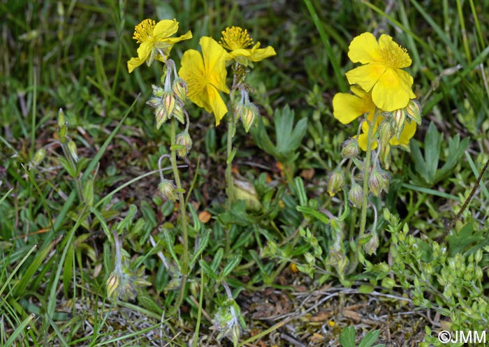 Helianthemum nummularium var. obscurum