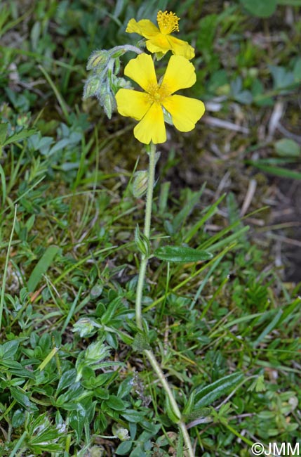 Helianthemum nummularium var. obscurum