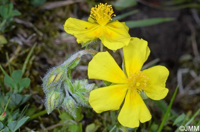 Helianthemum nummularium var. obscurum