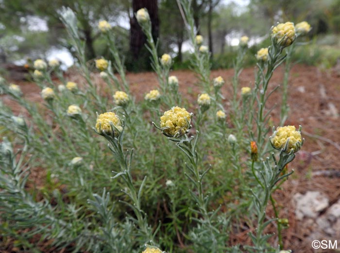 Helichrysum stoechas