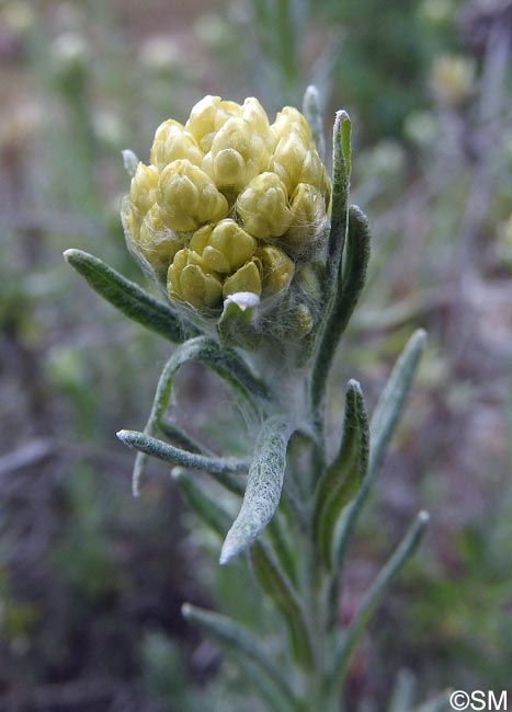 Helichrysum stoechas