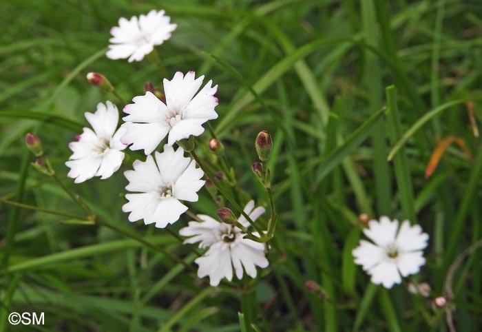 Heliosperma alpestre = Silene quadrifida = Silene alpestris