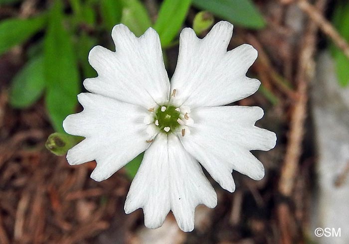 Heliosperma alpestre = Silene quadrifida = Silene alpestris