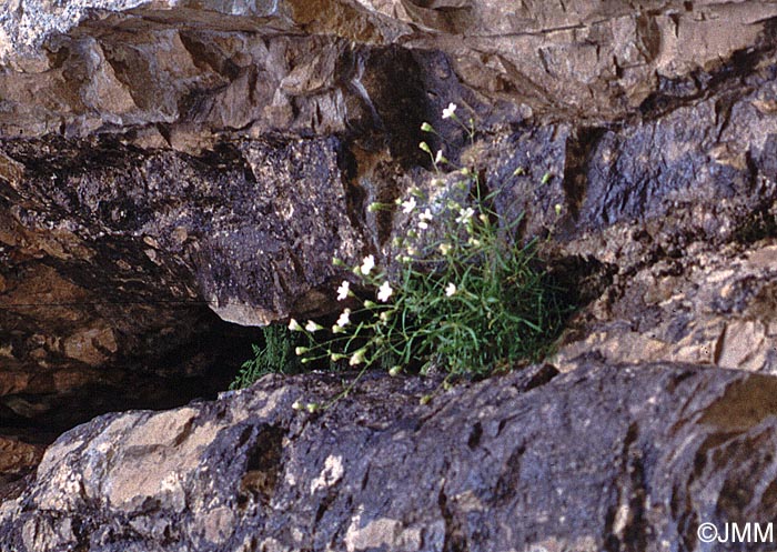 Heliosperma pusillum = Heliosperma pusillum subsp. pusillum = Silene pusilla