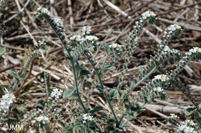 Heliotropium hirsutissimum