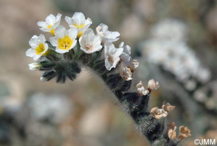 Heliotropium hirsutissimum