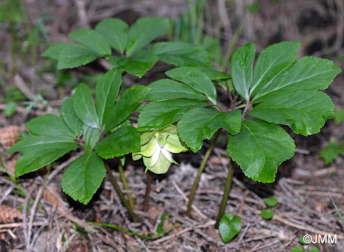 Helleborus odorus