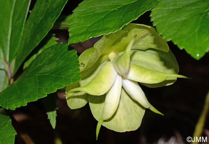 Helleborus odorus