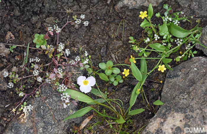 Baldellia ranunculoides & Helosciadium crassipes & Ranunculus ophioglossifolius
