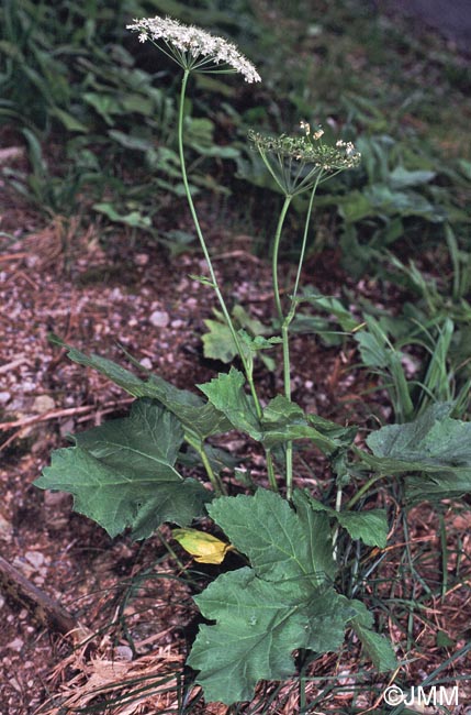 Heracleum alpinum