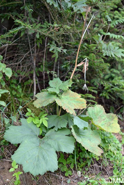 Heracleum alpinum