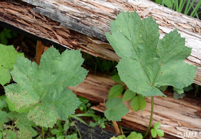 Heracleum alpinum