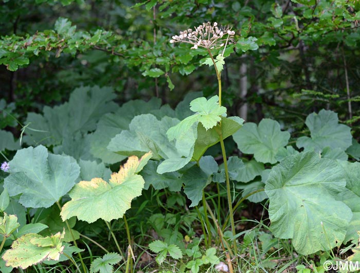 Heracleum alpinum