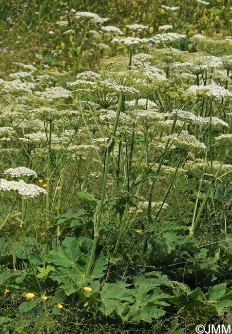 Heracleum pyrenaicum = Heracleum sphondylium subsp. pyrenaicum