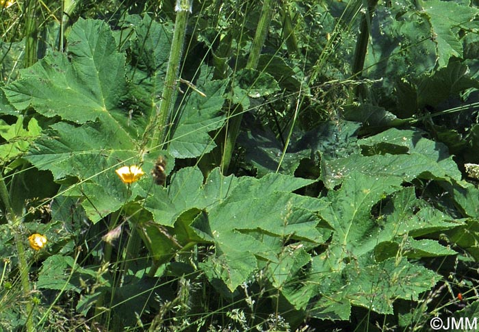 Heracleum pyrenaicum = Heracleum sphondylium subsp. pyrenaicum