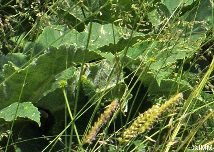 Heracleum pyrenaicum = Heracleum sphondylium subsp. pyrenaicum