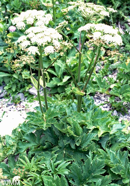 Heracleum sphondylium subsp. elegans