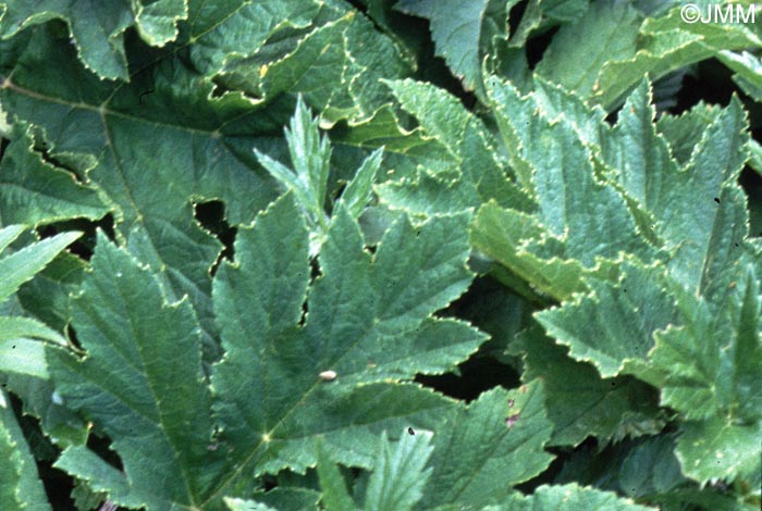 Heracleum sphondylium subsp. elegans