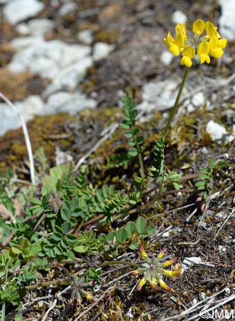 Hippocrepis comosa