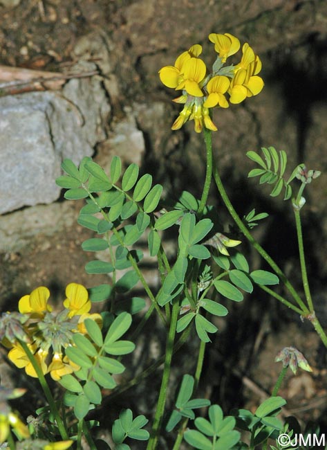 Hippocrepis comosa