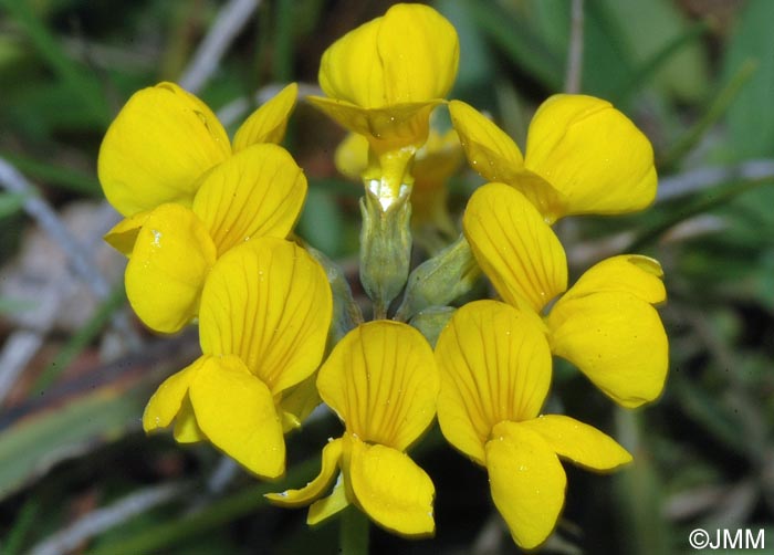 Hippocrepis comosa