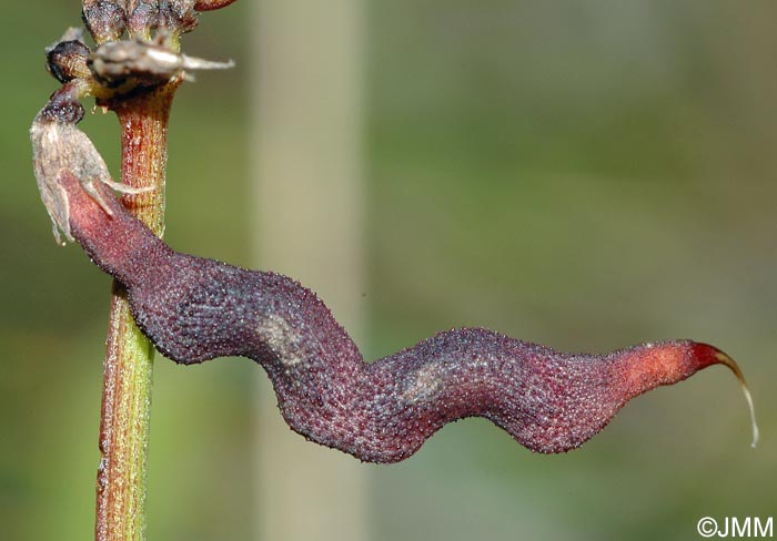 Hippocrepis comosa