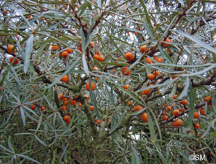 Hippophae rhamnoides