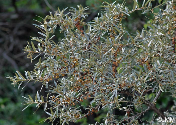 Hippophae rhamnoides