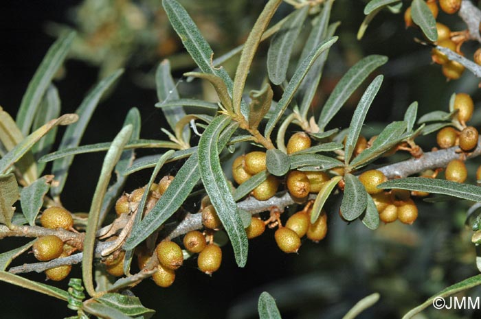 Hippophae rhamnoides