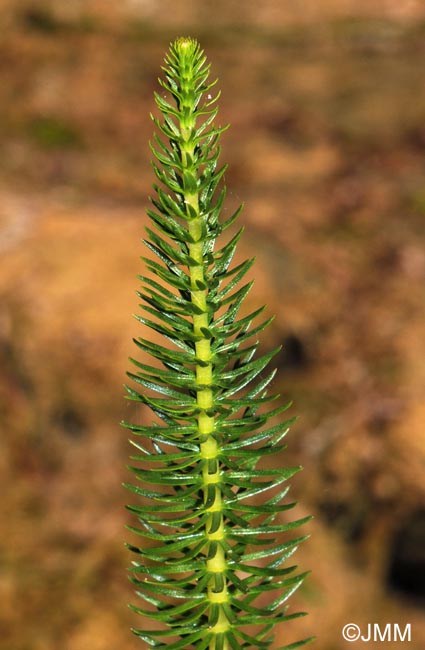 Hippuris vulgaris