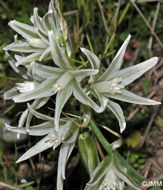 Honorius boucheanus = Ornithogalum boucheanum