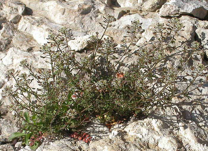 Hornungia petraea