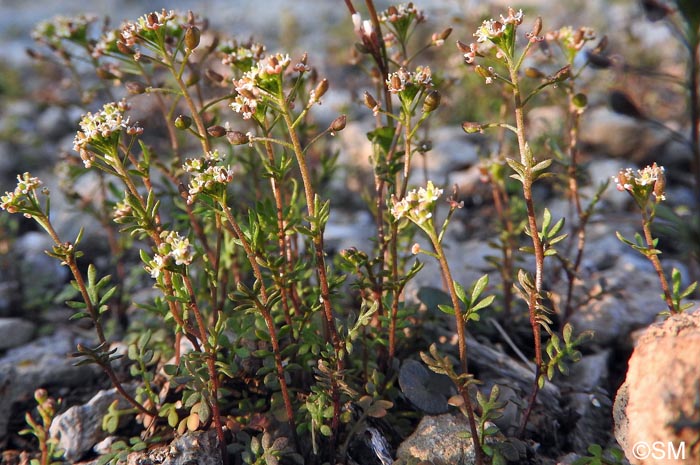 Hornungia petraea