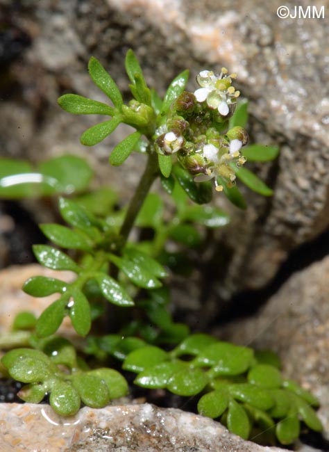 Hornungia petraea