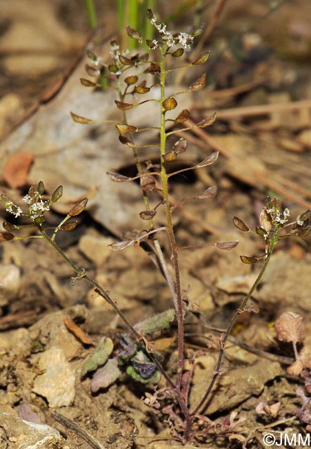 Hornungia petraea