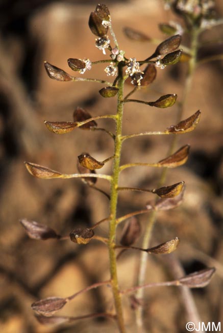 Hornungia petraea