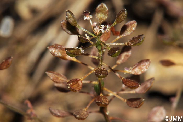 Hornungia petraea