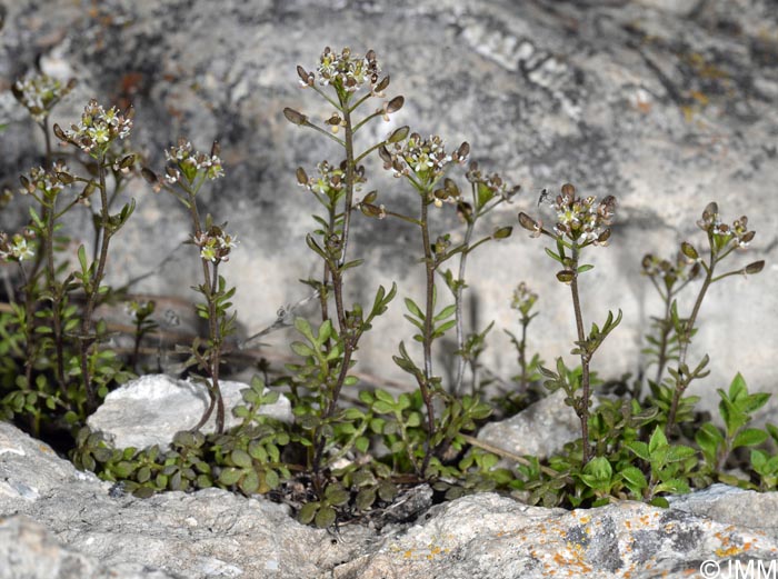 Hornungia petraea