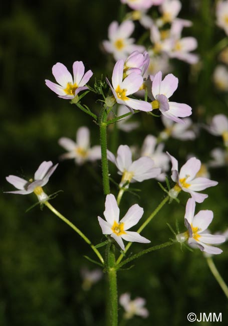 Hottonia palustris