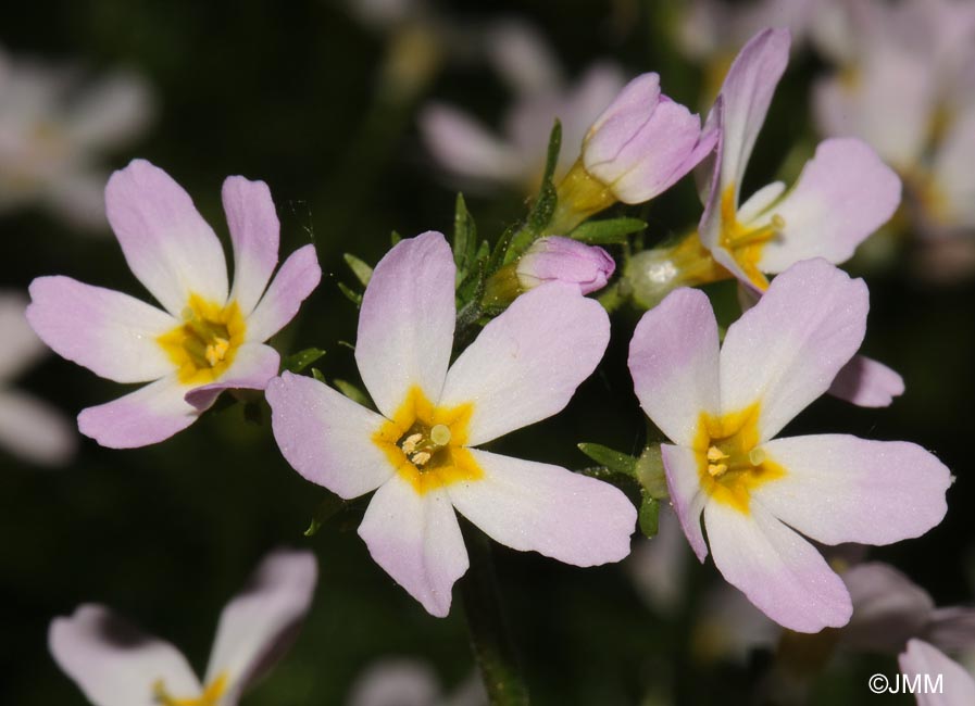 Hottonia palustris