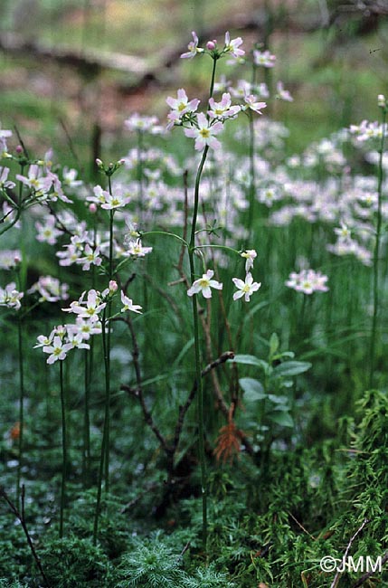 Hottonia palustris