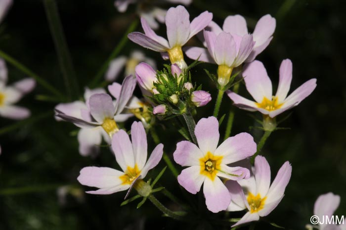 Hottonia palustris