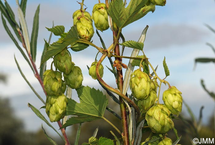 Humulus lupulus